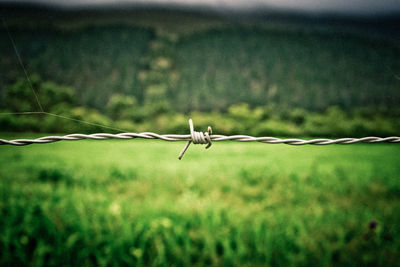Close-up of spider on web