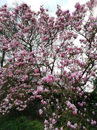 Pink cherry blossoms in park