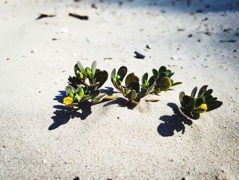 Close-up of rose plant on sand