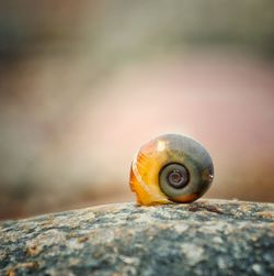 Close-up of snail on rock