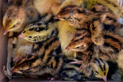 High angle view of quail chicks