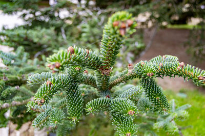 Close-up of pine tree