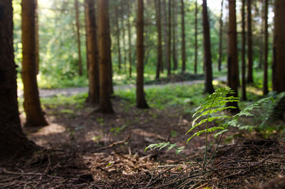 Trees growing in forest