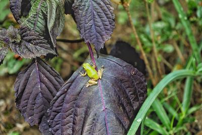 Close-up of lizard on plant