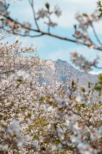 Close-up of cherry blossom