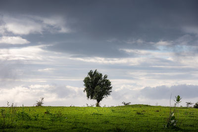 Trees on field against sky