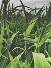 Close-up of crops growing on field