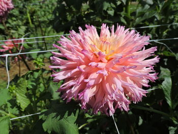 Close-up of pink flower blooming outdoors