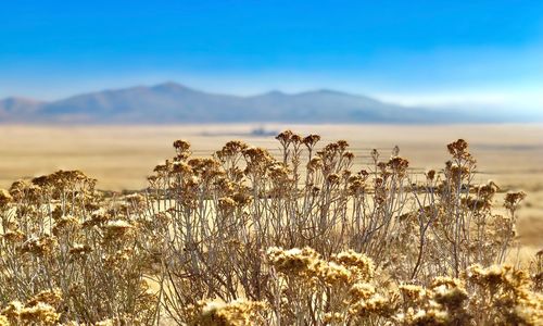 Plants growing on field against sky