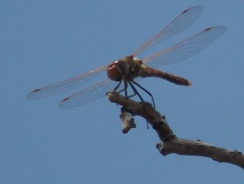 Close-up of insect on wall