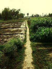 Scenic view of field against clear sky