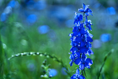 Close-up of blue flowering plant in park