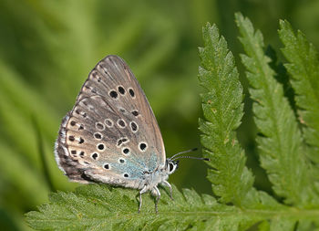 Close-up of butterfly on leaves