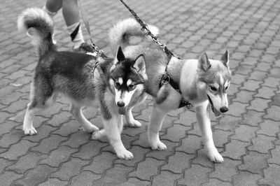 High angle view of siberian husky dogs on street