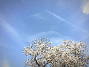 Low angle view of flowers against blue sky