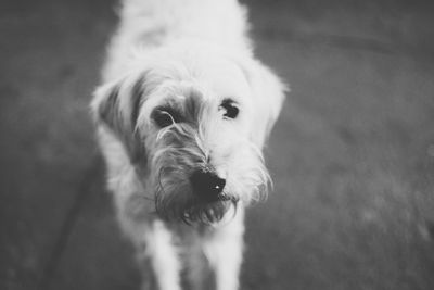Close-up portrait of dog