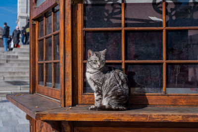 A cat sitting on shack