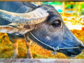 Close-up portrait of horse on field