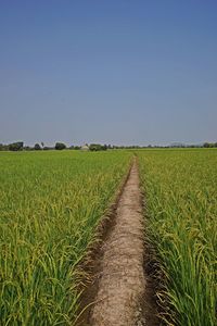 Scenic view of agricultural field against clear sky