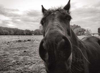 Horse grazing on landscape