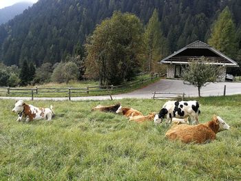 Horses in a field