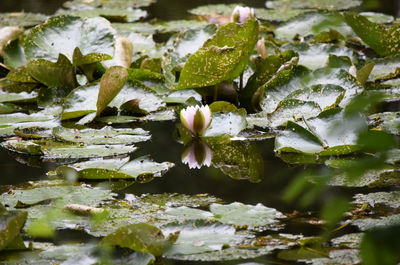 Close-up of flowers blooming outdoors