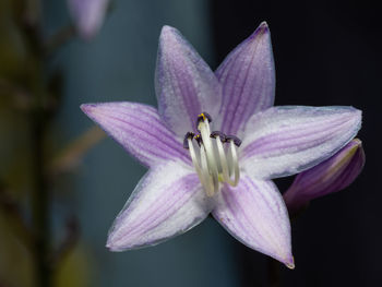 Close-up of pink lily