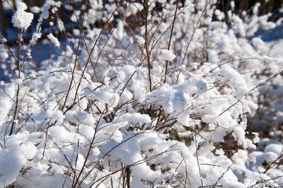 Close-up of snow covered flower trees