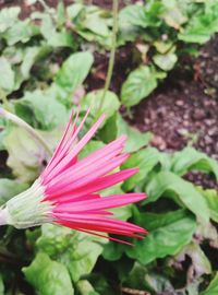 Close-up of red flowers