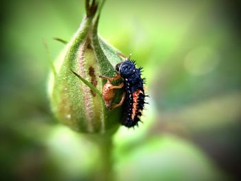 Close-up of insect on leaf