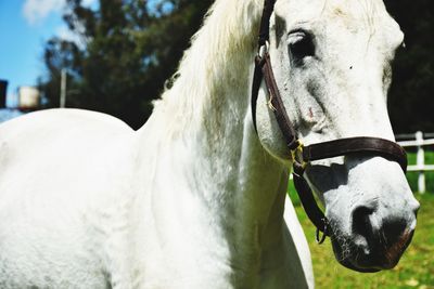 Close-up of horse in ranch