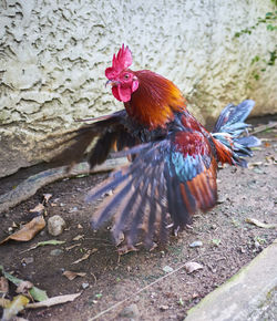 Close-up of rooster