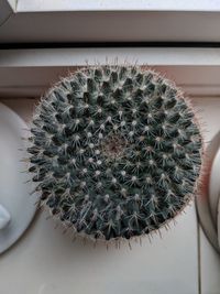 Close-up of cactus plant