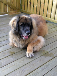 Portrait of dog sitting on boardwalk