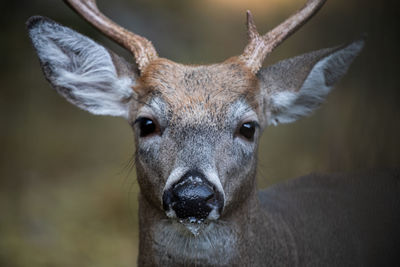 Close-up portrait of deer