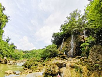 Trees growing on rocks against sky
