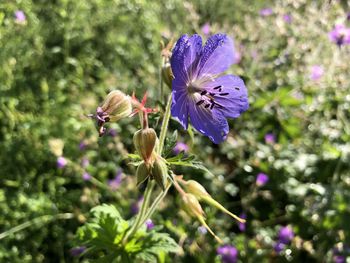 Close-up of purple flowering plant
