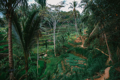 Palm trees in forest against sky