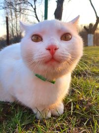 Close-up portrait of a cat on field