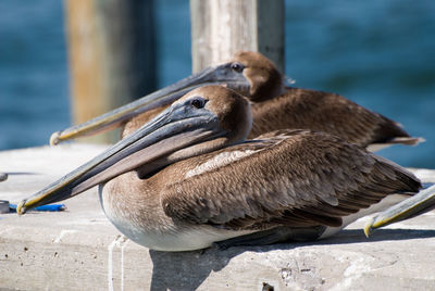 Close-up of pelican