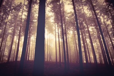 Trees in forest