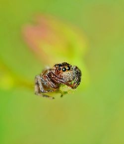 Close-up of spider