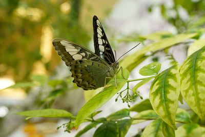 Close-up of butterfly on plant