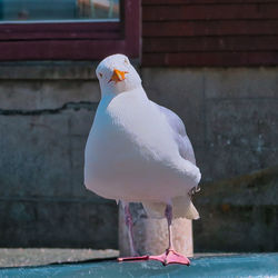 Close-up of seagull perching on wall