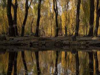 Scenic view of lake in forest