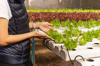 Woman hand holding green oak lettuce in nursery plat hydroponic in greenhouse.