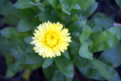 Close-up of yellow flowering plant