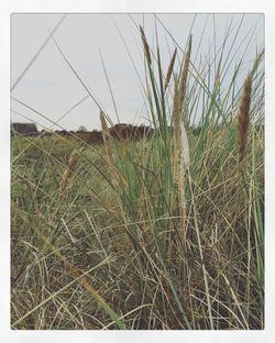 Plants growing on field against clear sky