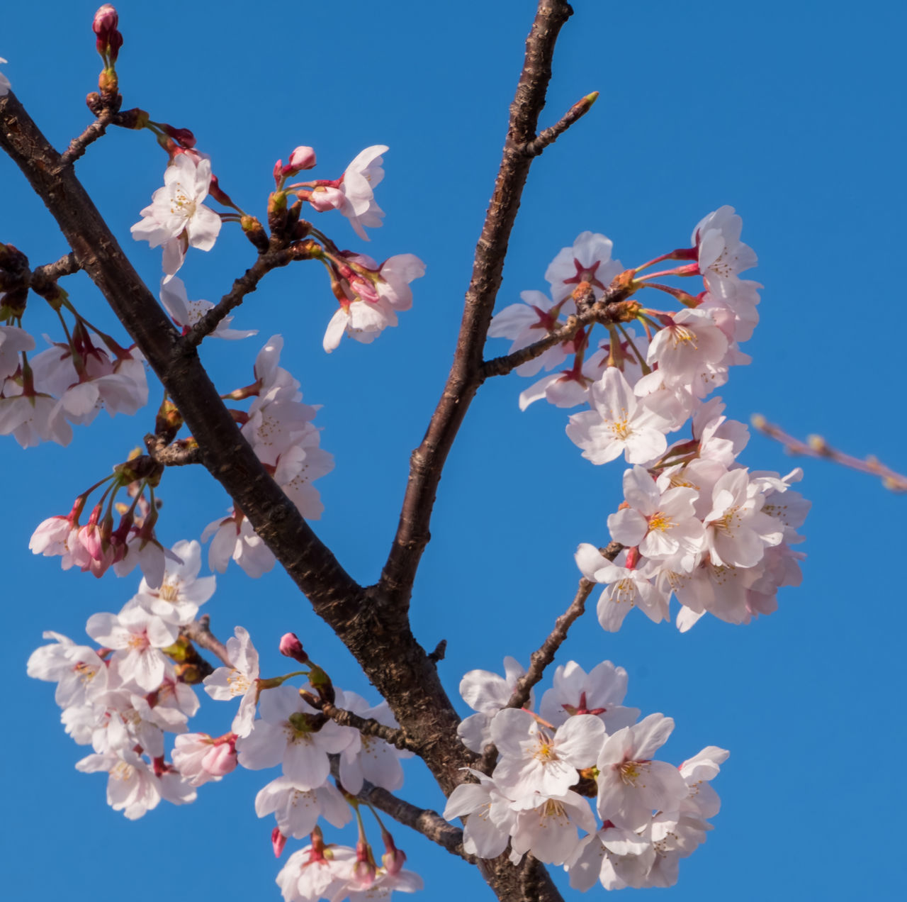 CHERRY BLOSSOMS AGAINST BLUE SKY