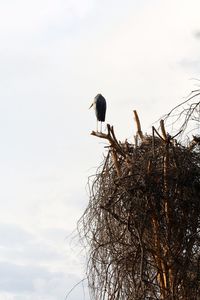 Low angle view of bird perching on bare tree against sky